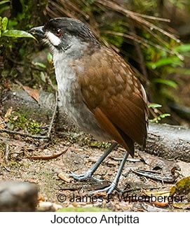 Jocotoco Antpitta - © James F Wittenberger and Exotic Birding LLC