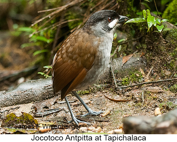 Jocotoco Antpitta - © James F Wittenberger and Exotic Birding LLC