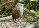 Jocotoco Antpitta - © James F Wittenberger and Exotic Birding LLC
