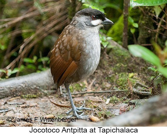 Jocotoco Antpitta - © James F Wittenberger and Exotic Birding LLC