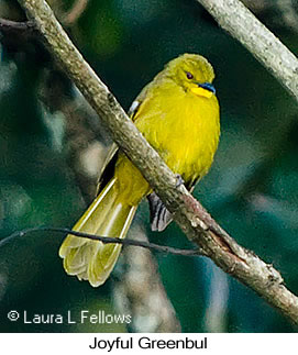 Joyful Greenbul - © Laura L Fellows and Exotic Birding LLC Joyful Greenbul - © Laura L Fellows and Exotic Birding LLC