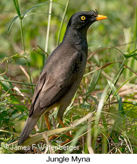 Jungle Myna - © James F Wittenberger and Exotic Birding LLC
