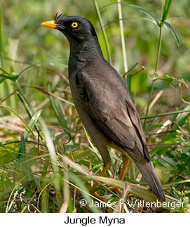 Jungle Myna - © James F Wittenberger and Exotic Birding LLC