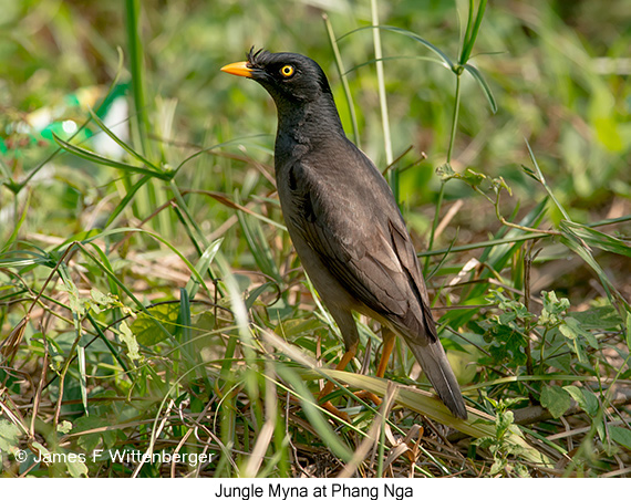 Jungle Myna - © James F Wittenberger and Exotic Birding LLC