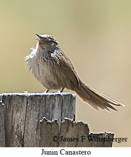 Junin Canastero - © James F Wittenberger and Exotic Birding LLC