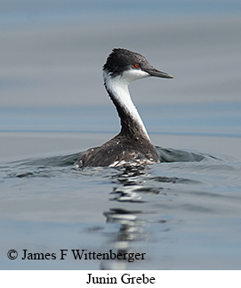 Junin Grebe - © James F Wittenberger and Exotic Birding LLC