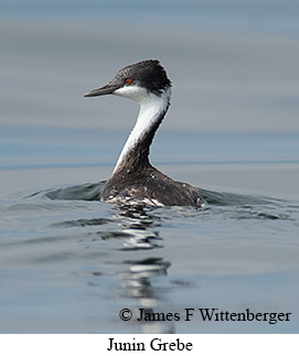 Junin Grebe - © James F Wittenberger and Exotic Birding LLC