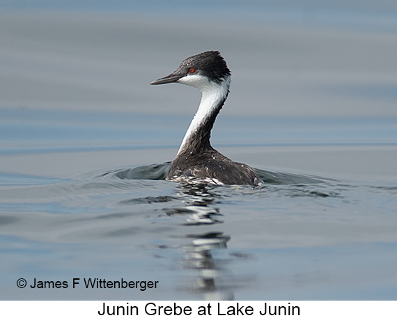 Junin Grebe - © James F Wittenberger and Exotic Birding LLC