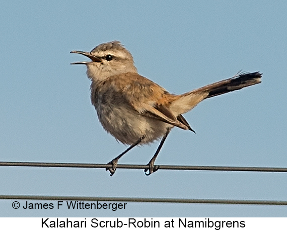 Kalahari Scrub-Robin - © James F Wittenberger and Exotic Birding LLC