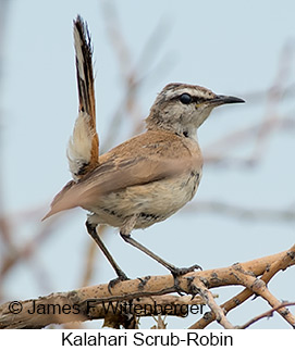 Kalahari Scrub-Robin - © James F Wittenberger and Exotic Birding LLC