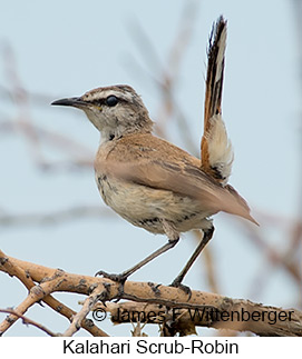 Kalahari Scrub-Robin - © James F Wittenberger and Exotic Birding LLC