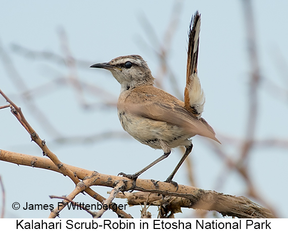 Kalahari Scrub-Robin - © James F Wittenberger and Exotic Birding LLC