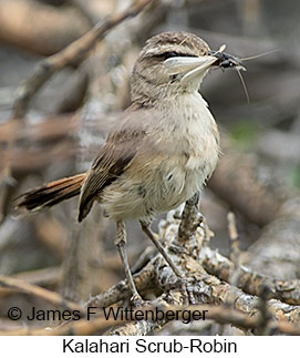 Kalahari Scrub-Robin - © James F Wittenberger and Exotic Birding LLC