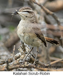 Kalahari Scrub-Robin - © James F Wittenberger and Exotic Birding LLC