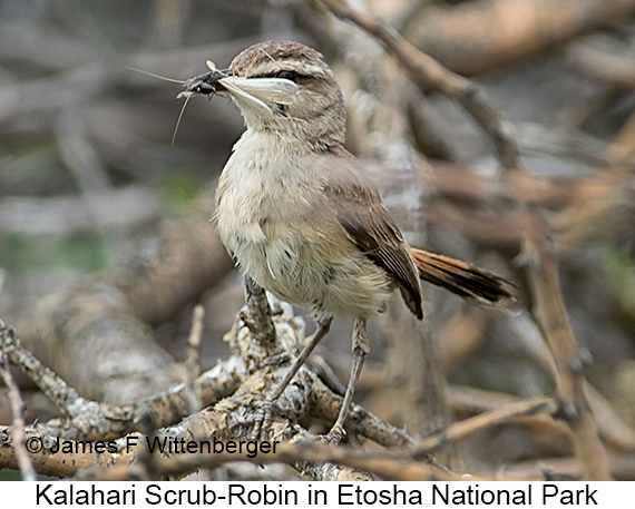 Kalahari Scrub-Robin - © James F Wittenberger and Exotic Birding LLC