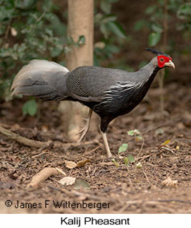 Kalij Pheasant - © James F Wittenberger and Exotic Birding LLC