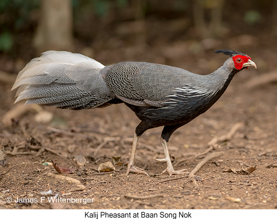 Kalij Pheasant - © The Photographer and Exotic Birding LLC