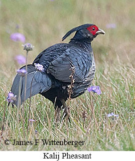 Kalij Pheasant - © James F Wittenberger and Exotic Birding LLC Kalij Pheasant - © James F Wittenberger and Exotic Birding LLC