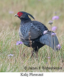 Kalij Pheasant - © James F Wittenberger and Exotic Birding LLC
