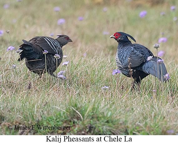 Kalij Pheasant - © James F Wittenberger and Exotic Birding LLC