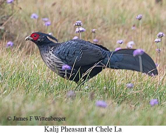 Kalij Pheasant - © James F Wittenberger and Exotic Birding LLC