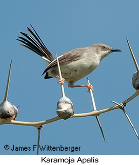 Karamoja Apalis - © James F Wittenberger and Exotic Birding LLC Karamoja Apalis - © James F Wittenberger and Exotic Birding LLC