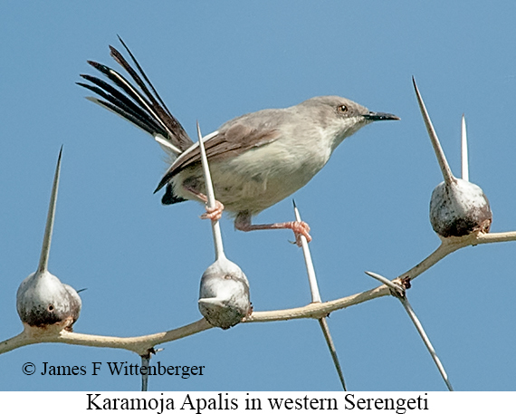 Karamoja Apalis - © James F Wittenberger and Exotic Birding LLC