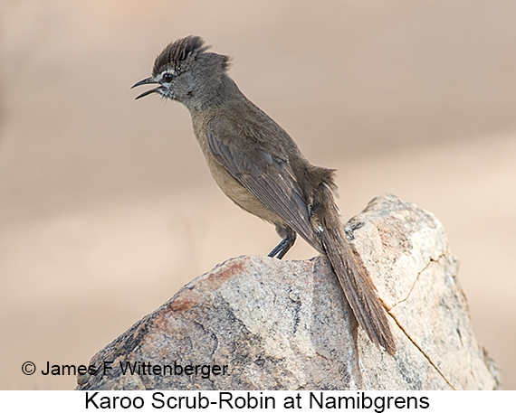 Karoo Scrub-Robin - © James F Wittenberger and Exotic Birding LLC