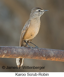 Karoo Scrub-Robin - © James F Wittenberger and Exotic Birding LLC