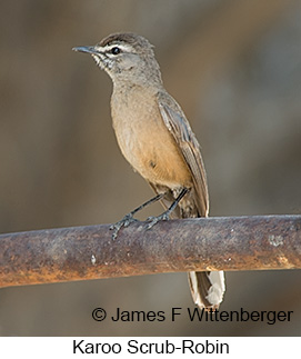 Karoo Scrub-Robin - © James F Wittenberger and Exotic Birding LLC Karoo Scrub-Robin - © James F Wittenberger and Exotic Birding LLC