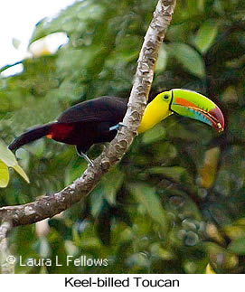Keel-billed Toucan - &copy; Laura L Fellows and Exotic Birding LLC