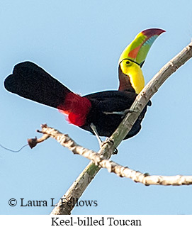 Keel-billed Toucan - © Laura L Fellows and Exotic Birding LLC