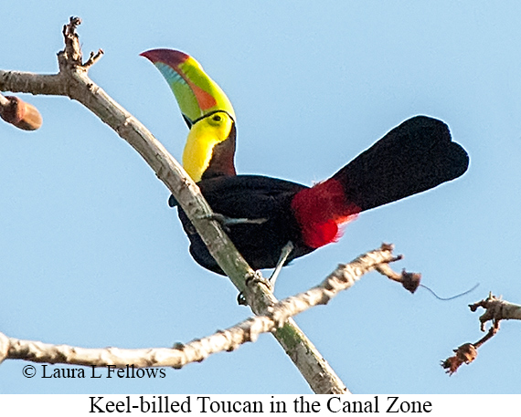Keel-billed Toucan - © Laura L Fellows and Exotic Birding LLC Keel-billed Toucan - © Laura L Fellows and Exotic Birding LLC