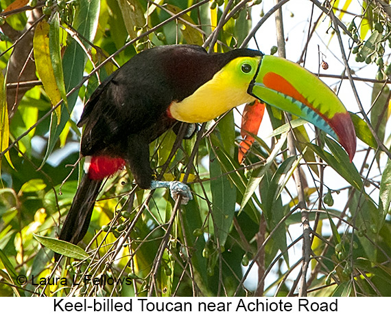Keel-billed Toucan - © James F Wittenberger and Exotic Birding LLC Keel-billed Toucan - © James F Wittenberger and Exotic Birding LLC