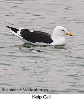 Kelp Gull - © James F Wittenberger and Exotic Birding LLC