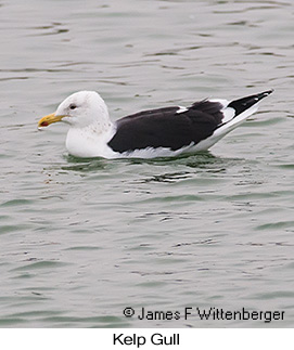 Kelp Gull - © James F Wittenberger and Exotic Birding LLC