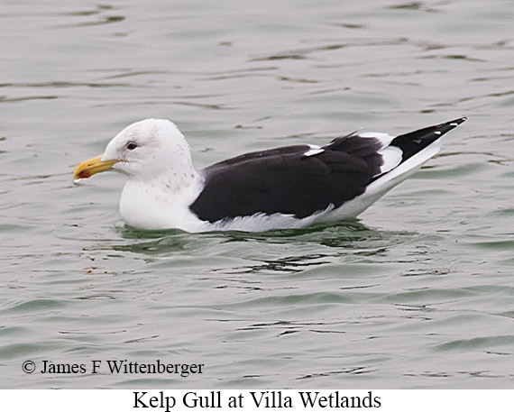 Kelp Gull - &copy; James F Wittenberger and Exotic Birding LLC