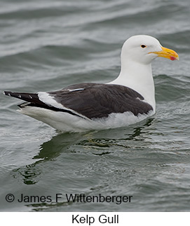 Kelp Gull - © James F Wittenberger and Exotic Birding LLC