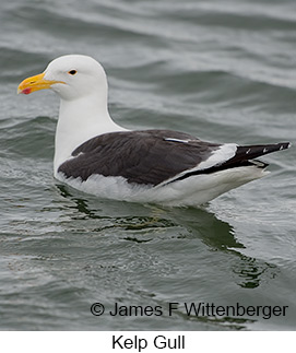 Kelp Gull - © James F Wittenberger and Exotic Birding LLC