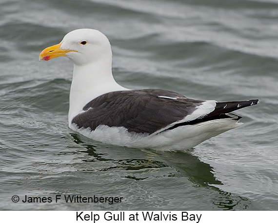 Kelp Gull - © James F Wittenberger and Exotic Birding LLC Kelp Gull - © James F Wittenberger and Exotic Birding LLC