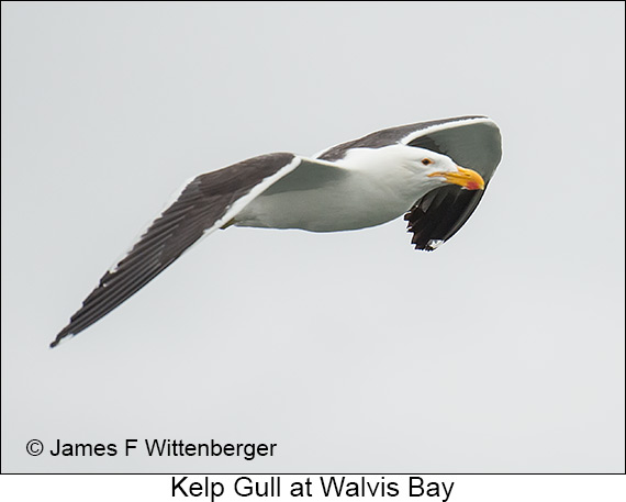 Kelp Gull - © James F Wittenberger and Exotic Birding LLC