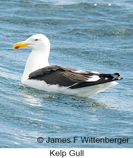 Kelp Gull - © James F Wittenberger and Exotic Birding LLC