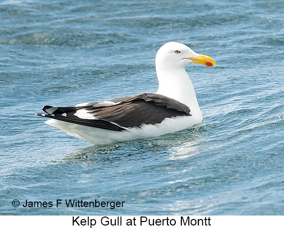 Kelp Gull - © James F Wittenberger and Exotic Birding LLC Kelp Gull - © James F Wittenberger and Exotic Birding LLC