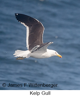 Kelp Gull - © James F Wittenberger and Exotic Birding LLC Kelp Gull - © James F Wittenberger and Exotic Birding LLC