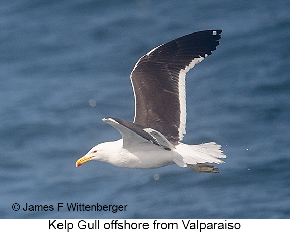 Kelp Gull - © James F Wittenberger and Exotic Birding LLC Kelp Gull - © James F Wittenberger and Exotic Birding LLC