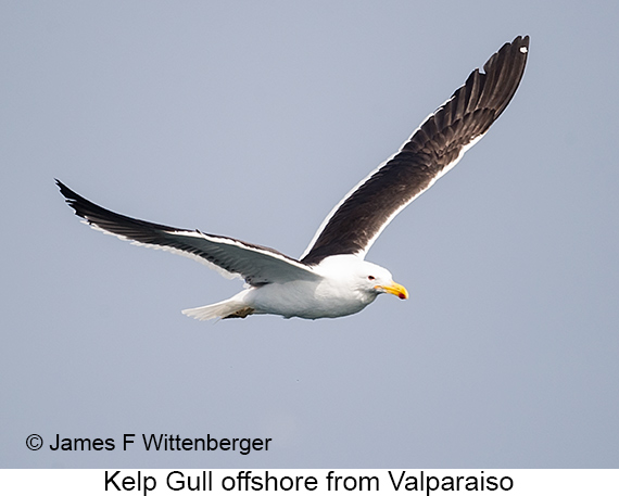 Kelp Gull - © James F Wittenberger and Exotic Birding LLC Kelp Gull - © James F Wittenberger and Exotic Birding LLC