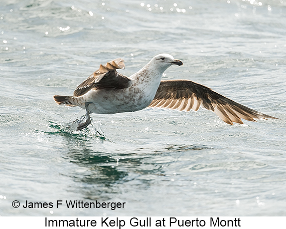 Kelp Gull - © James F Wittenberger and Exotic Birding LLC Kelp Gull - © James F Wittenberger and Exotic Birding LLC