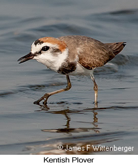 Kentish Plover - © James F Wittenberger and Exotic Birding LLC