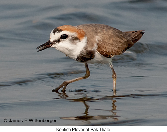 Kentish Plover - © James F Wittenberger and Exotic Birding LLC