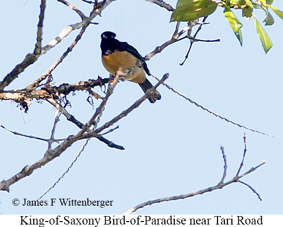 King-of-Saxony Bird-of-Paradise - © The Photographer and Exotic Birding LLC
